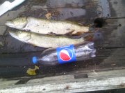 IMG_20150902_143124.jpg