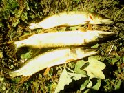 IMG0295A.jpg