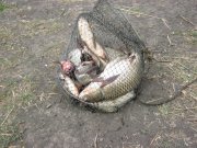 IMG_2801.JPG
