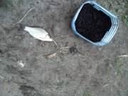 IMG_20150913_071351.jpg