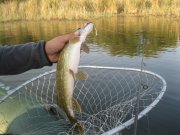 IMG_2655.JPG