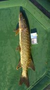 DSC_8036.jpg