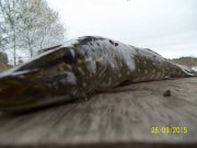 100_9426.JPG