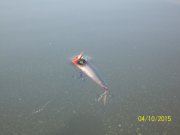 100_9485.JPG