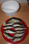 IMG_8331.JPG