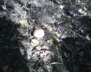 IMG0405A.jpg