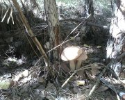 IMG0408A.jpg