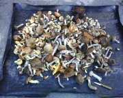 IMG0409A.jpg