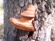 IMG0304A.jpg