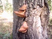 IMG0305A.jpg
