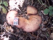 IMG0306A.jpg