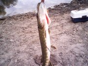 IMG0312A.jpg