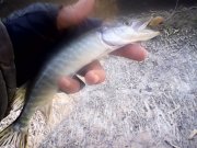 IMG0315A.jpg