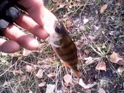 IMG0313A.jpg