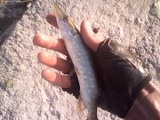 IMG0320A.jpg