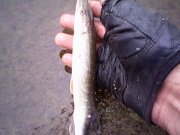 IMG0321A.jpg