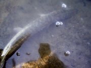 IMG0316A.jpg