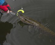 Saturn_4_Pike_800.jpg