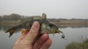 IMG_2878.jpg