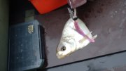 DSC00438.JPG