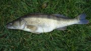 DSC00439.JPG