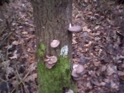 IMG0335A.jpg