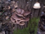 IMG0336A.jpg