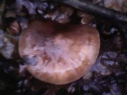IMG0338A.jpg