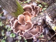 IMG0340A.jpg