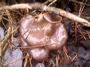 IMG0341A.jpg