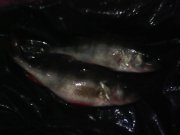 IMG0350A.jpg