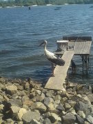 IMG_20150620_103204.jpg