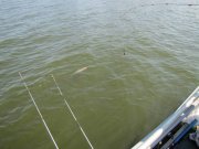 IMG_2347.JPG