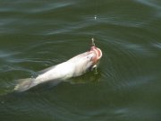 IMG_2348.JPG