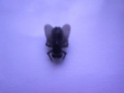 IMG0370A.jpg