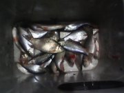 IMG0377A.jpg