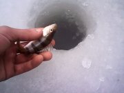 IMG0378A.jpg