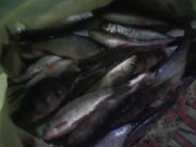 IMG0380A.jpg