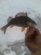 IMG_20160106_144439.jpg
