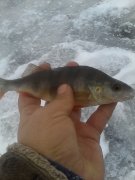 IMG_20160107_100445.jpg