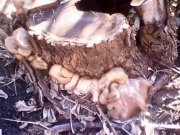 IMG0423A.jpg