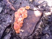 IMG0424A.jpg