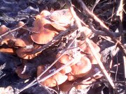 IMG0425A.jpg