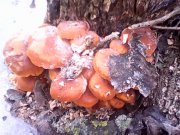 IMG0427A.jpg