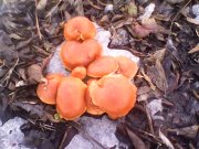 IMG0428A.jpg