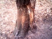 IMG0436A.jpg