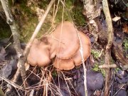IMG0432A.jpg