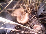 IMG0433A.jpg