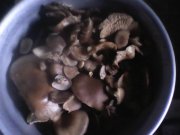 IMG0438A.jpg