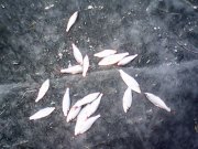 IMG0453A.jpg
